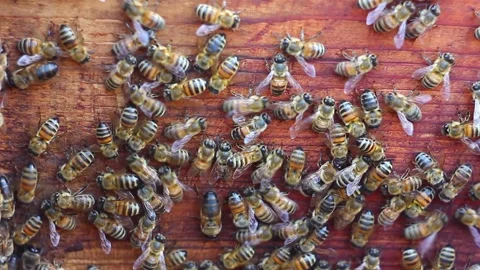 Honey bees crawling on an old board, close-up. Video stock 153259248