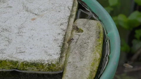 Honey bees drinking water from bird bath Stock Footage 336296981