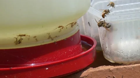 Honey Bees Drinking Water Stock Footage 136562559