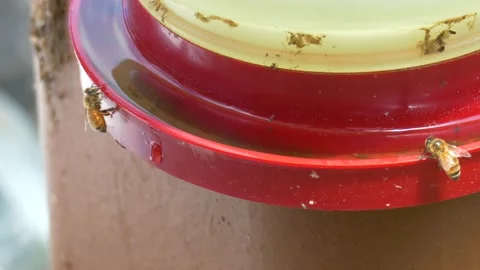 Honey Bees Drinking Water Stock Footage 136562583