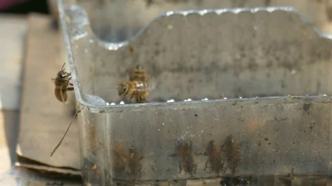 Honey Bees Drinking Water Stock Footage 136562586
