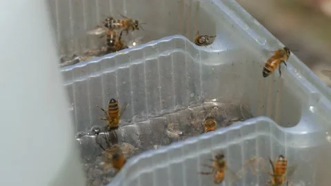 Honey Bees Drinking Water Stock Footage 136562677