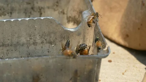 Honey Bees Drinking Water Stock Footage 136562721
