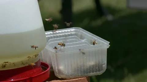 Honey Bees Drinking Water Stock Footage 136562733