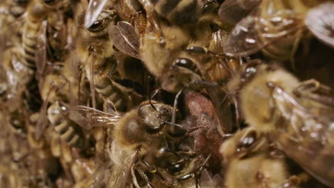 Honey bees drones in a hive Stock Footage 161914126