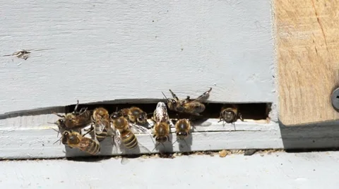 Honey bees enter and exit Stock Footage 53850051