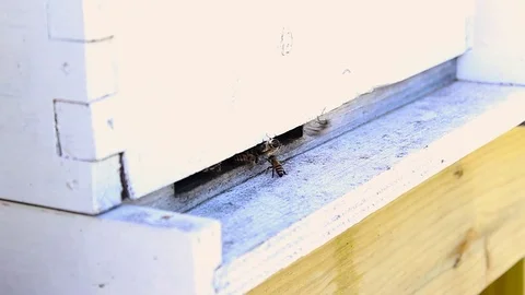 Honey bees enter hive side view Video stock 79664668