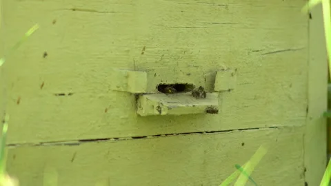 Honey bees enter the hive through a special hole. Home for bees. Stock Footage 156940843