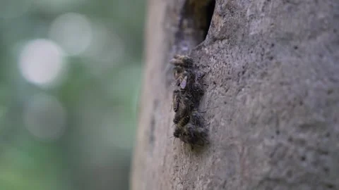 Honey bees entering natural tree hive Stock Footage 323188631