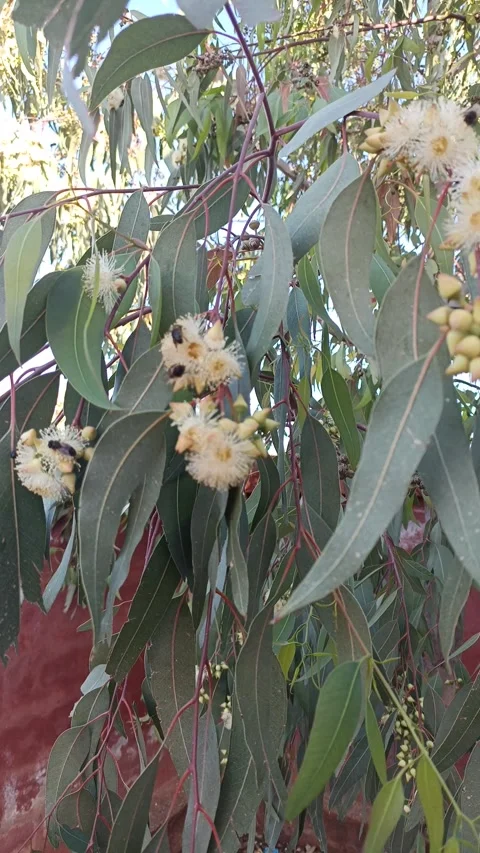 Honey Bees on Eucalyptus Flowers Video stock 333473365