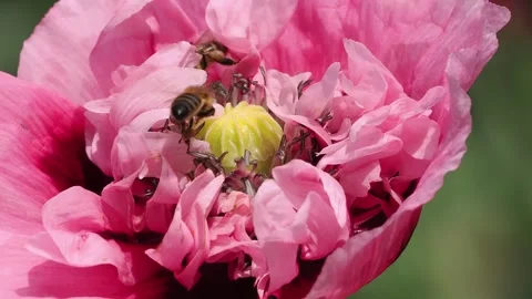 Honey bees excitedly exploring the petals of double poppy for nectar and pollen. Video stock 337743431