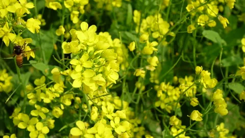 Honey bees extract the nectar of the Yellow mustard flower Stock Footage 169263745