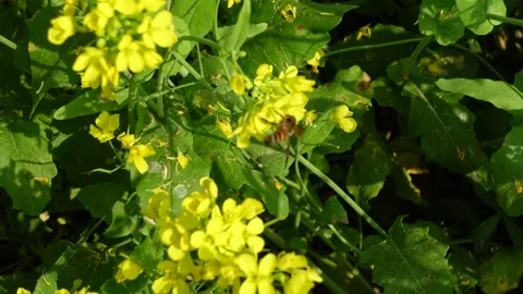 Honey bees extract the nectar of the Yellow mustard Stock Footage 169289201