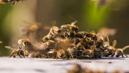 Honey Bees Fighting With Aliens. Time Lapse Stock Footage