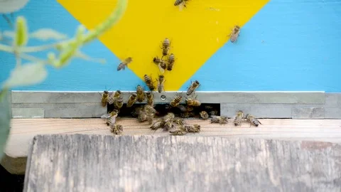Honey bees in flight. Stock Footage 80212854