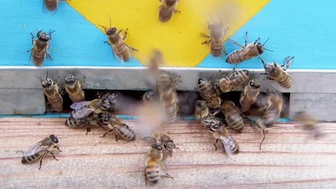 Honey bees in flight. Stock Footage 80215877
