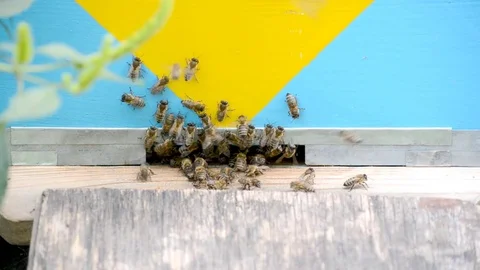 Honey bees in flight. Stock Footage 80733507
