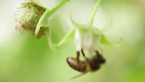 Honey bees on flower pollination macro shot 4k Stock Footage 83140130