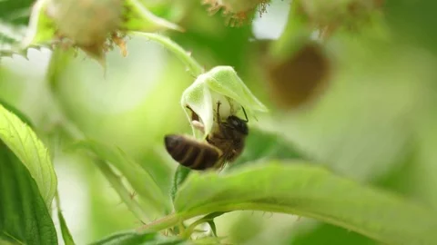 Honey bees on flower pollination macro shot slow motion 4k Stock Footage 83140848