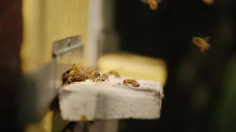 Honey bees fly in and out of a wooden beehive Stock Footage 278097464