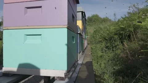 Honey bees fly in and out of painted wooden beehives Stock Footage 341288653