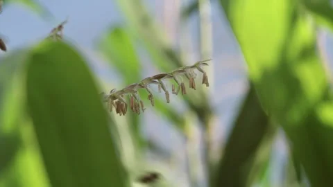 Honey bees fly around a flowering corn tassel collecting pollen in natural .. 库存影片 344517190