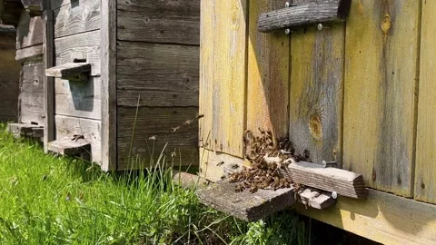 Honey bees fly into a beehive in an apiary on a sunny spring day Stock Footage 192521086