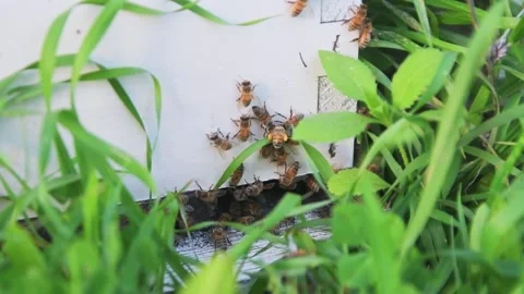 Honey bees fly to beehive, beekeeping concept Stock Footage 239135906
