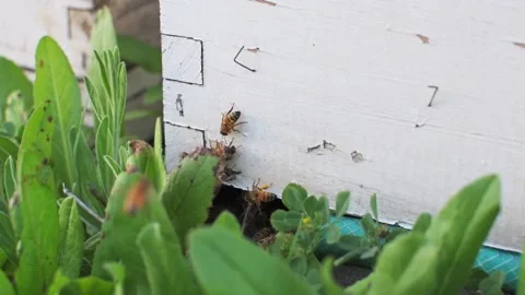 Honey bees fly to beehive, beekeeping concept Stock Footage 240069733