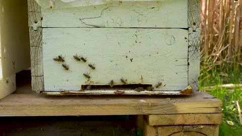 Honey bees fly into the hive, close-up. Beekeeping concept. Apiary Stock Footage 273543677
