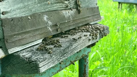 Honey bees fly into the hive, concept of beekeeping Stock Footage 197200852