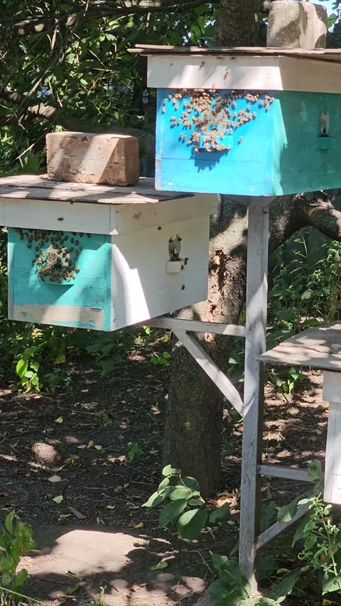 Honey bees fly into the hive, concept of beekeeping Stock Footage 281353566