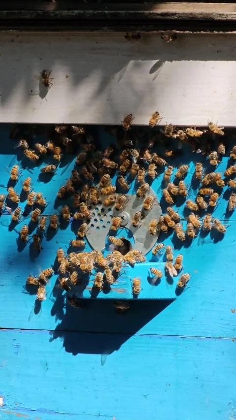 Honey bees fly into the hive, concept of beekeeping Stock Footage 281353878