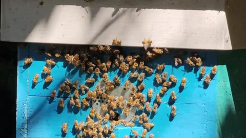 Honey bees fly into the hive, concept of beekeeping Stock Footage 281354047