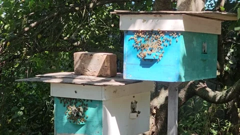 Honey bees fly into the hive, concept of beekeeping Stock Footage 281354060