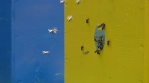 Honey bees fly next to the bee hive in the apiary to collect honey, closeup Stock Footage 245217099