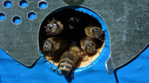 Honey bees fly next to the bee hive in the apiary to collect honey, closeup Stock Footage 247961790