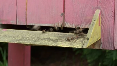 Honey Bees Flying Around Beehive Entrance in Rustic Apiary Closeup Stock Footage 334820460