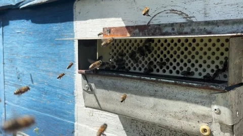 Honey bees flying around the beehive entrance close up. Domesticated bees i.. Video stock 337350896