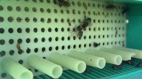 Honey bees flying around the beehive entrance close up. Domesticated bees i.. Vídeos de archivo 337350906