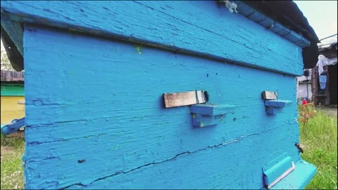 Honey Bees Flying Around Blue Wooden Beehive in Rural Apiary 스톡 동영상 335073271