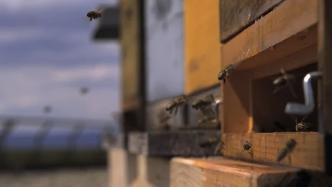 Honey bees flying beehive. Apis melifera Ultra slow motion hispeed 2000fps. Video stock 93369341