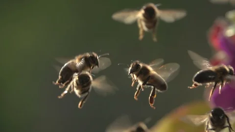 Honey bees flying Stock-Footage 130075732