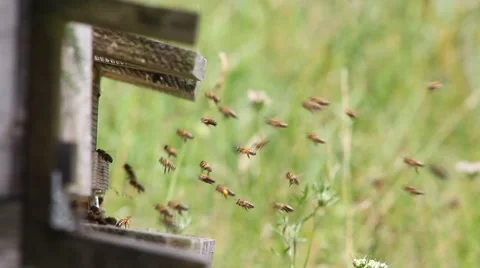 Honey bees flying in front of the hive entrance Video stock 40116235