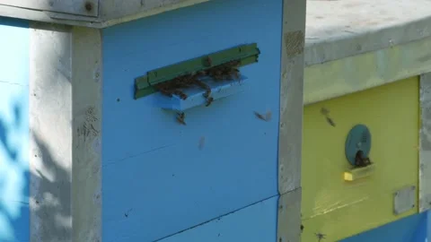 Honey Bees flying in front of the hive Stock Footage 160133492