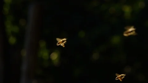Honey bees flying in the mid air Stock Footage 103789735