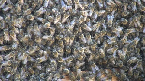 Honey bees Video stock 148893