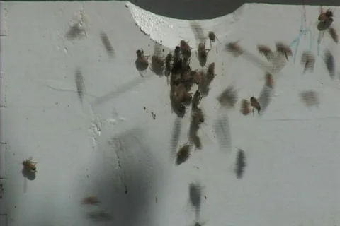 Honey bees  库存影片 306543