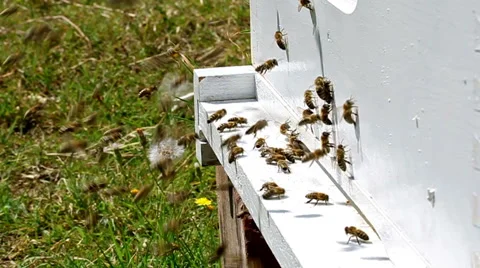 Honey bees Stock Footage 45423970