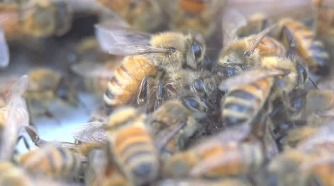 Honey Bees 動画素材 48431466